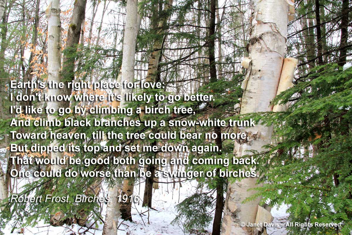birches poem essay