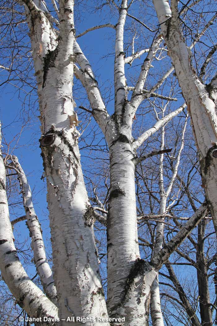 Betula papyrifera-paper birch-winter-bark-trunk