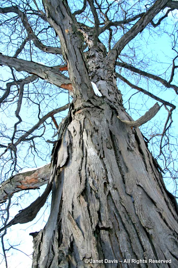 Carya ovata-shagbark hickory-winter bark
