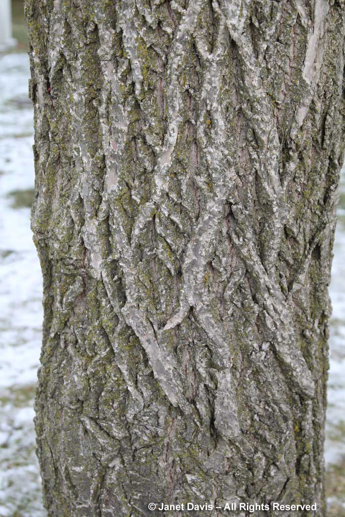 Castanea dentata-American chestnut-winter bark