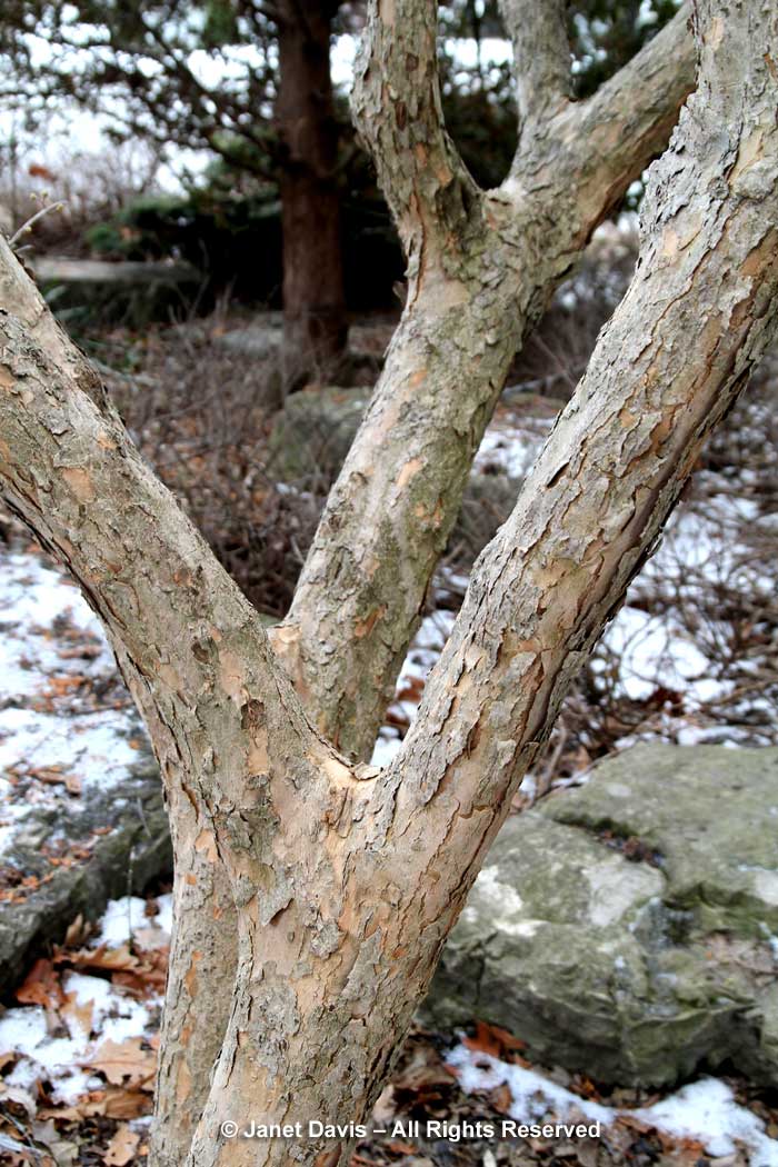 Cornus mas-Cornelian cherry-winter-bark