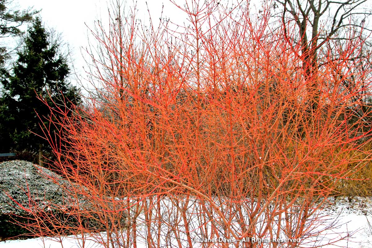 Cornus sanguinea-'Winter Beauty'-dogwood