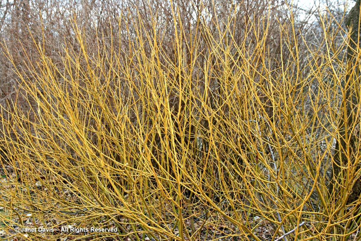 Cornus sericea 'Flavamirea'-gold winter stems