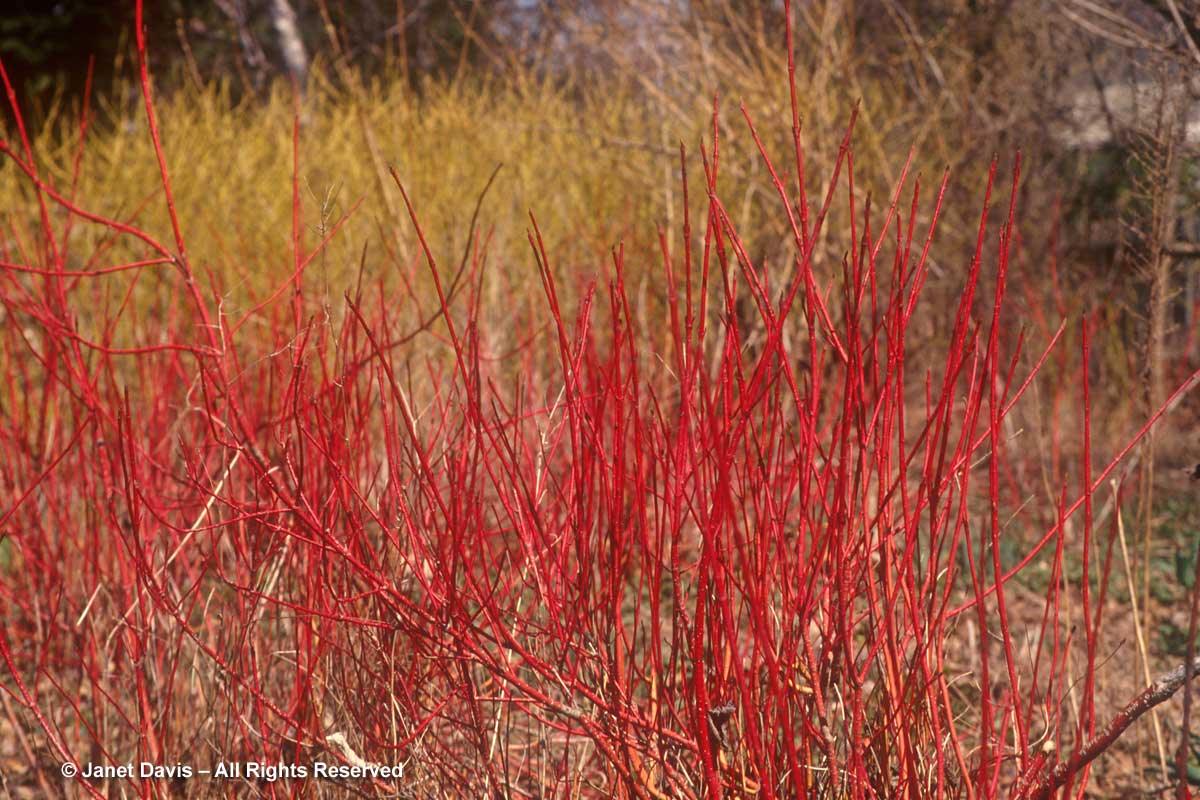 Cornus sericea-red winter stems