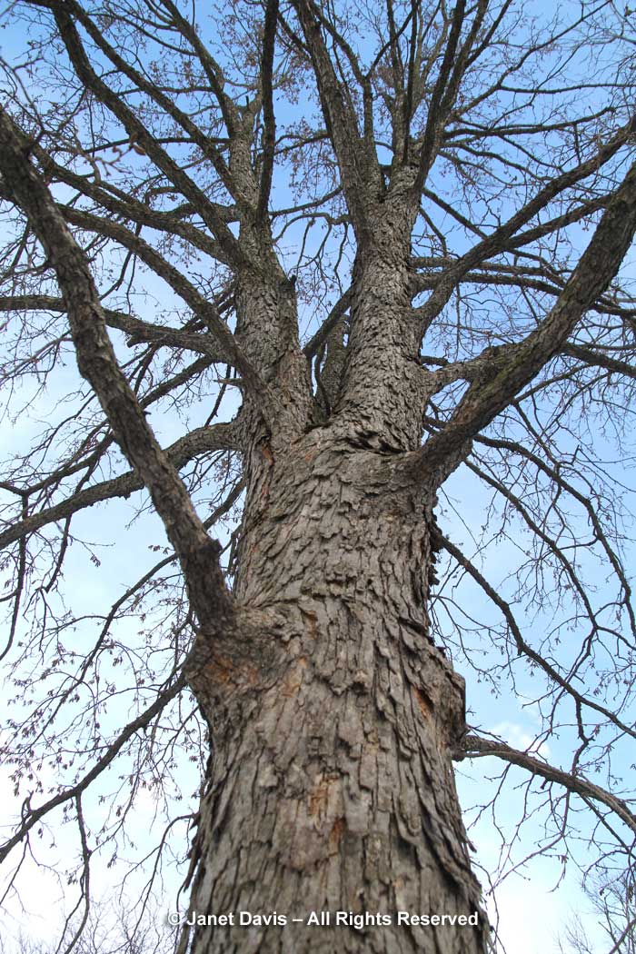 Corylus colurna-Turkish filbert-winter-bark