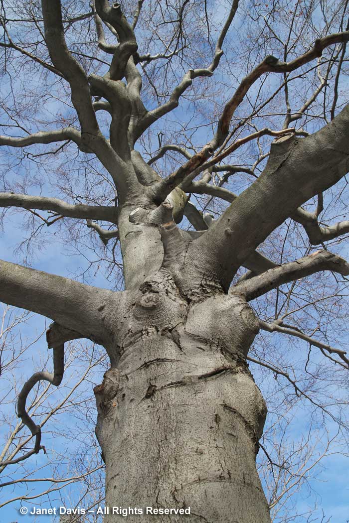 Fagus grandifolia-American beech-winter-bark
