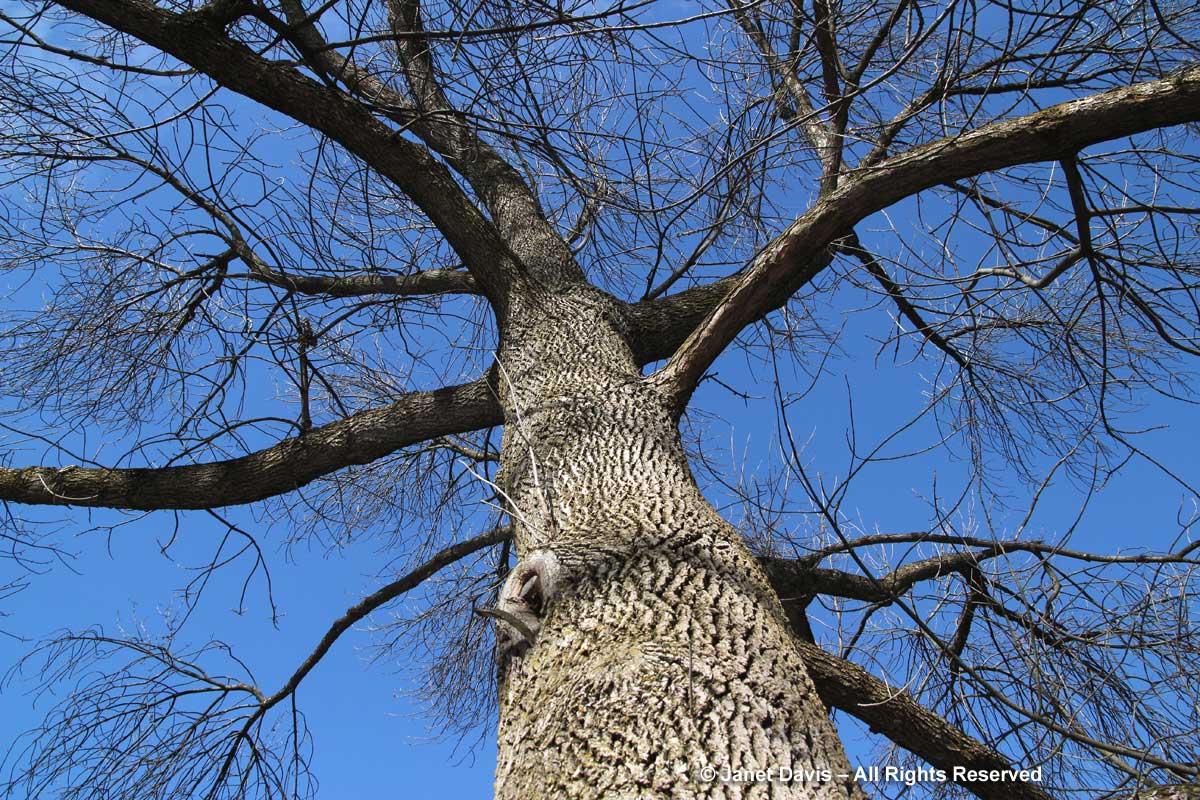 Fraxinus pensylvanica-green ash-winter bark-trunk