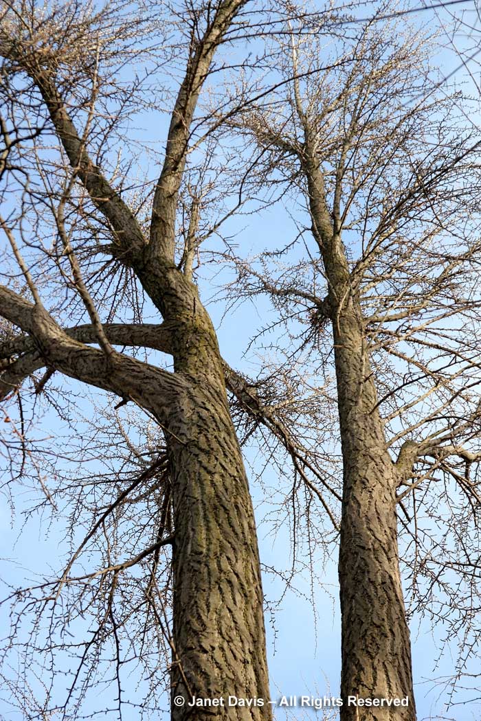 Ginkgo biloba-maidenhair tree-winter-bark-spurs