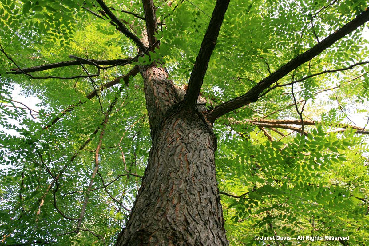 Gymnocladus dioicus-Kentucky coffeetree-bipinnate foliage