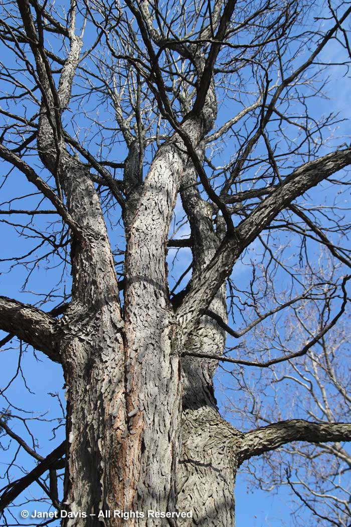 Gymnocladus dioicus-Kentucky coffeetree-winter bark-trunk