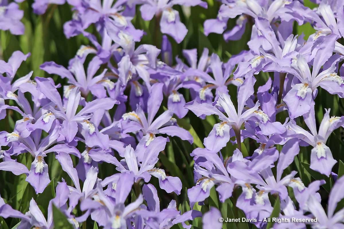 Iris criistata-Crested iris