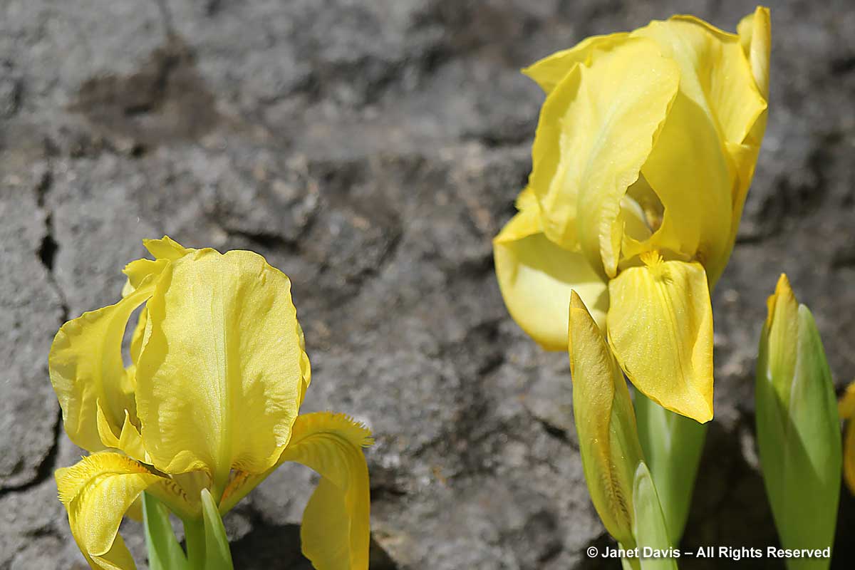 Iris lutescens-Crimean iris