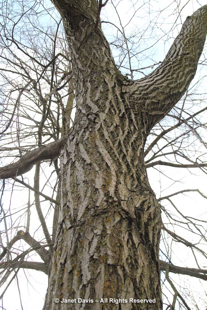 Juglans cinerea-Butternut-bark-trunk-winter
