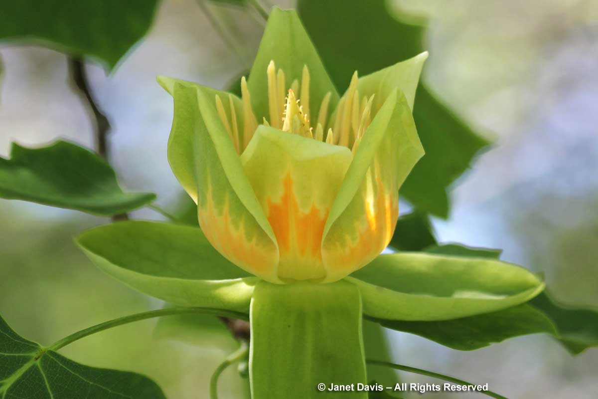 Liriodendron tulipifera-flower