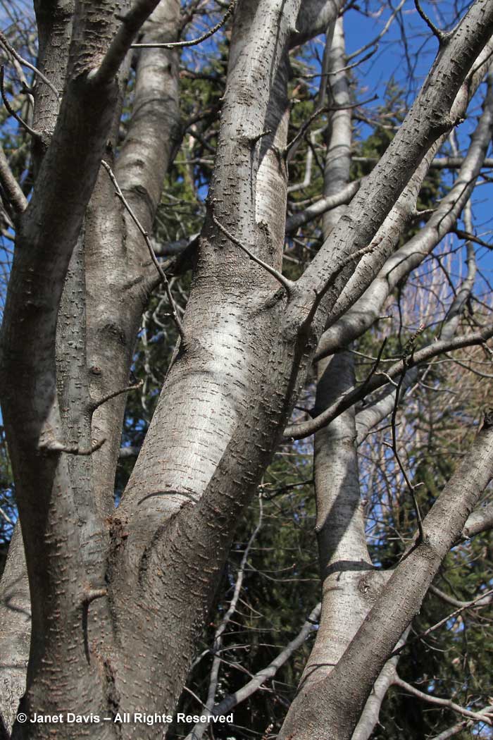 Malus tschonoskii-Pillar apple-winter-bark