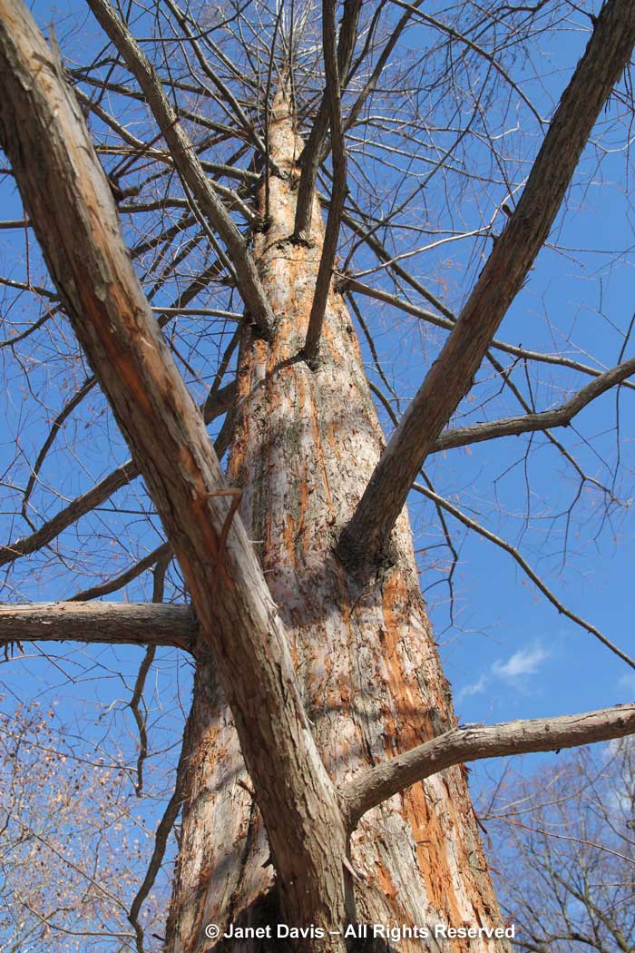 Metasequoia glyptostroboides-dawn redwood-winter-bark-trunk