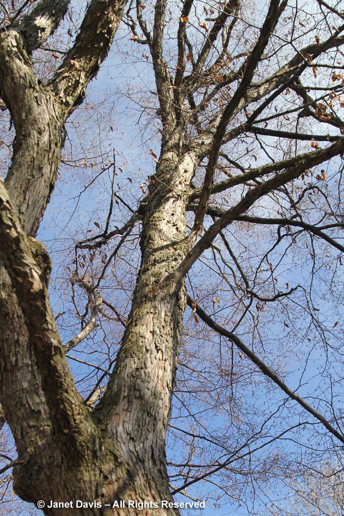 Ostrya virginiana-Ironwood-hophornbeam-winter-bark-trunk