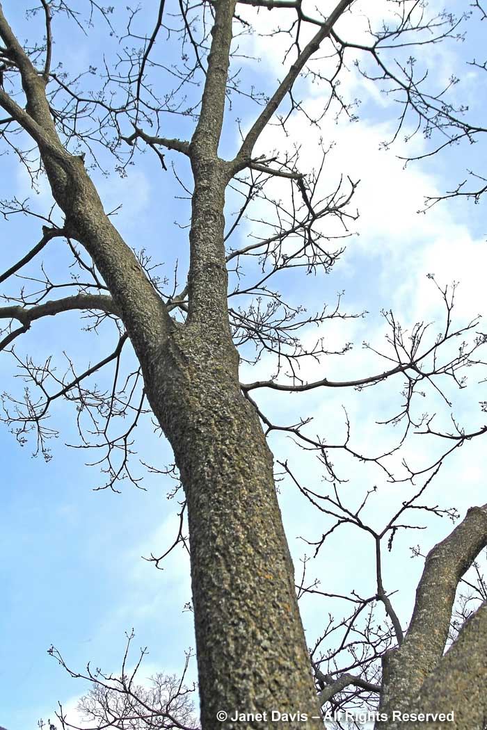 Phellodendron amurense-Amur cork tree-winter-bark-trunk