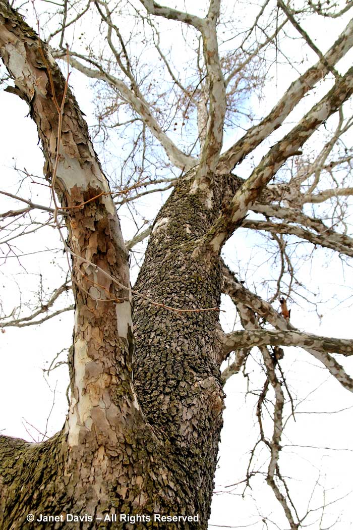 Platanus occidentalis-American sycamore-winter bark-trunk