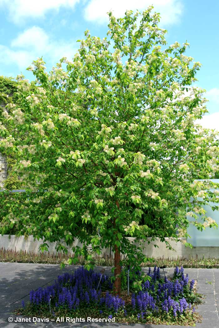 Prunus maackii-Amur cherry-flowers