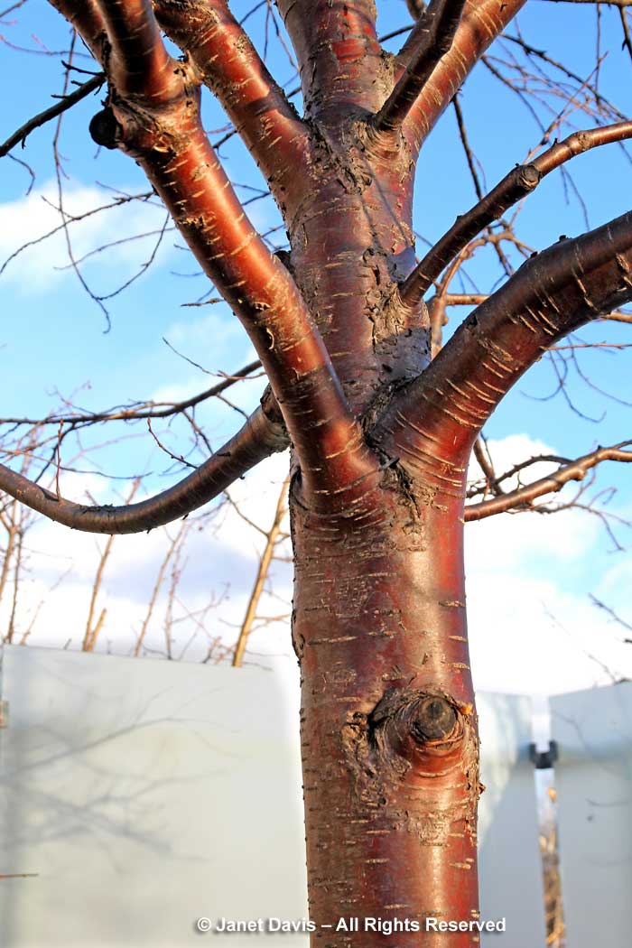 Prunus maackii-Amur cherry-winter-bark-trunk