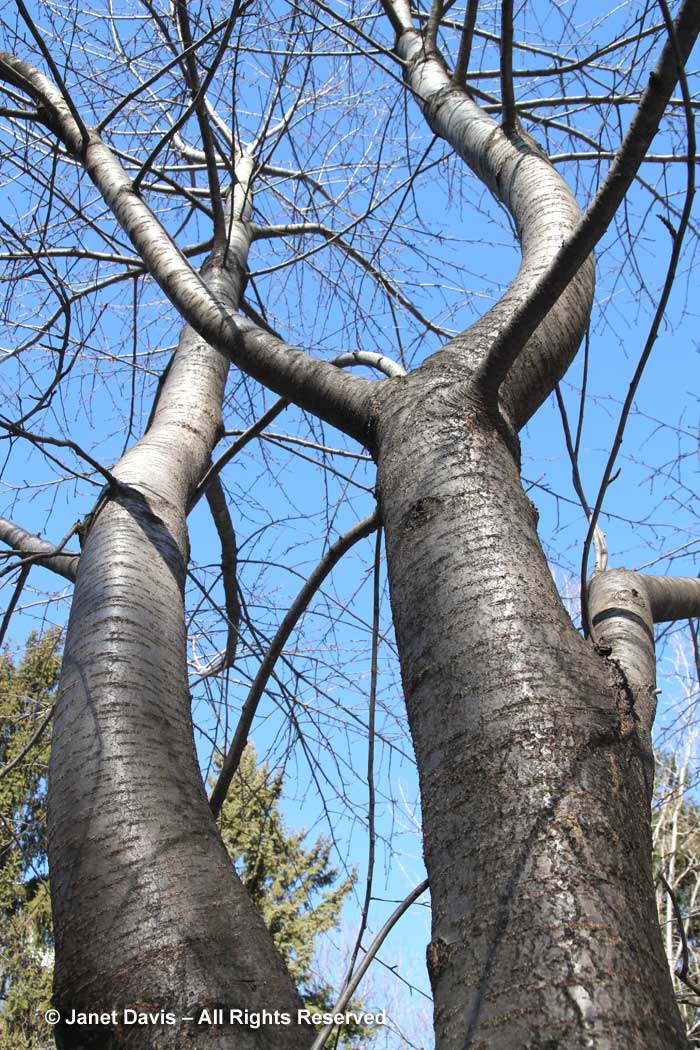 Prunus serrulata 'Shogetsu'-Japanese cherry-winter bark-trunk