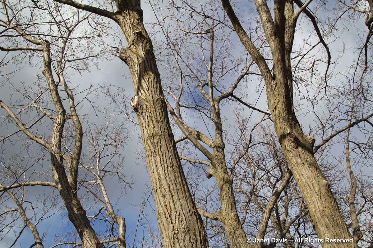 Pterocarya fraxinifolia-Caucasian wingnut-winter bark