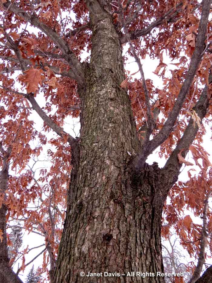 Quercus Crimson Spire-oak-'Crimschmidt'-winter-marcescent leaves