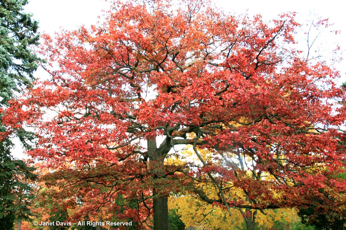 Quercus alba-White oak-autumn color