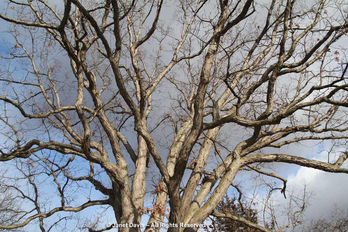Quercus alba-white oak-winter-canopy-bark
