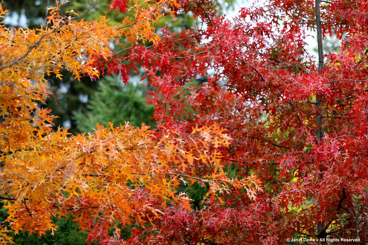 Quercus palustris-pin oak-fall colour