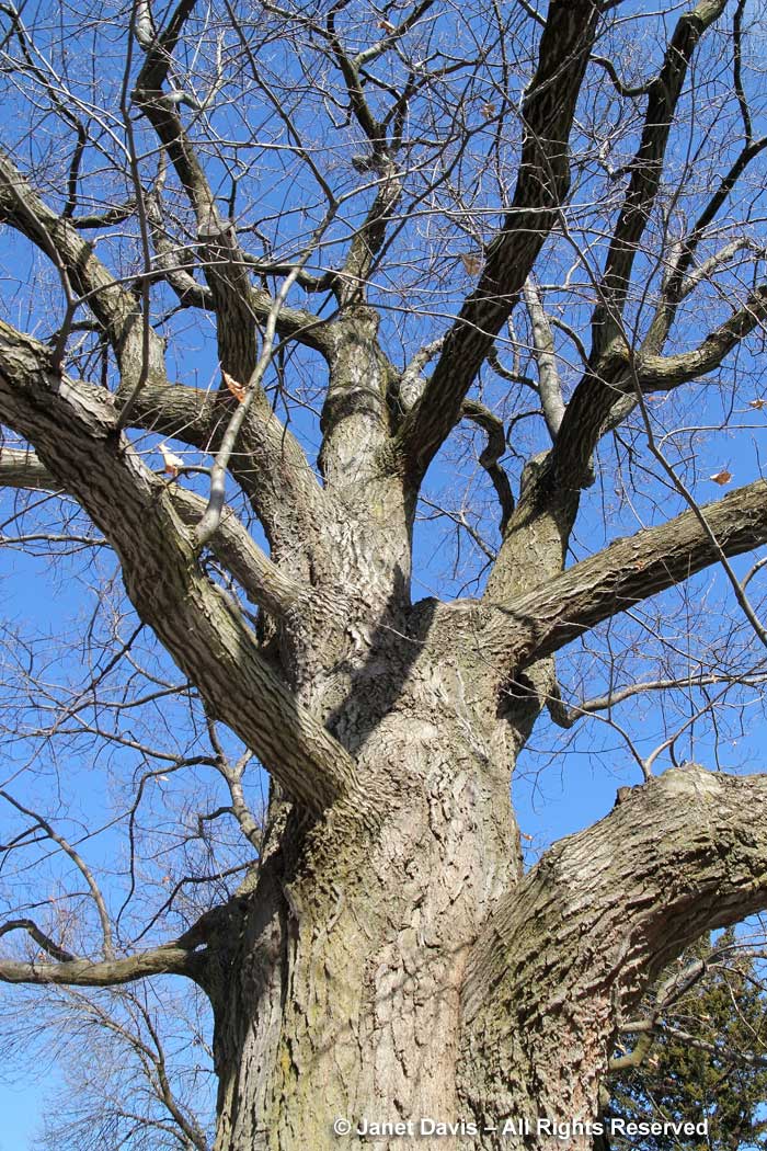 Quercus rubra-northern red oak-winter-bark