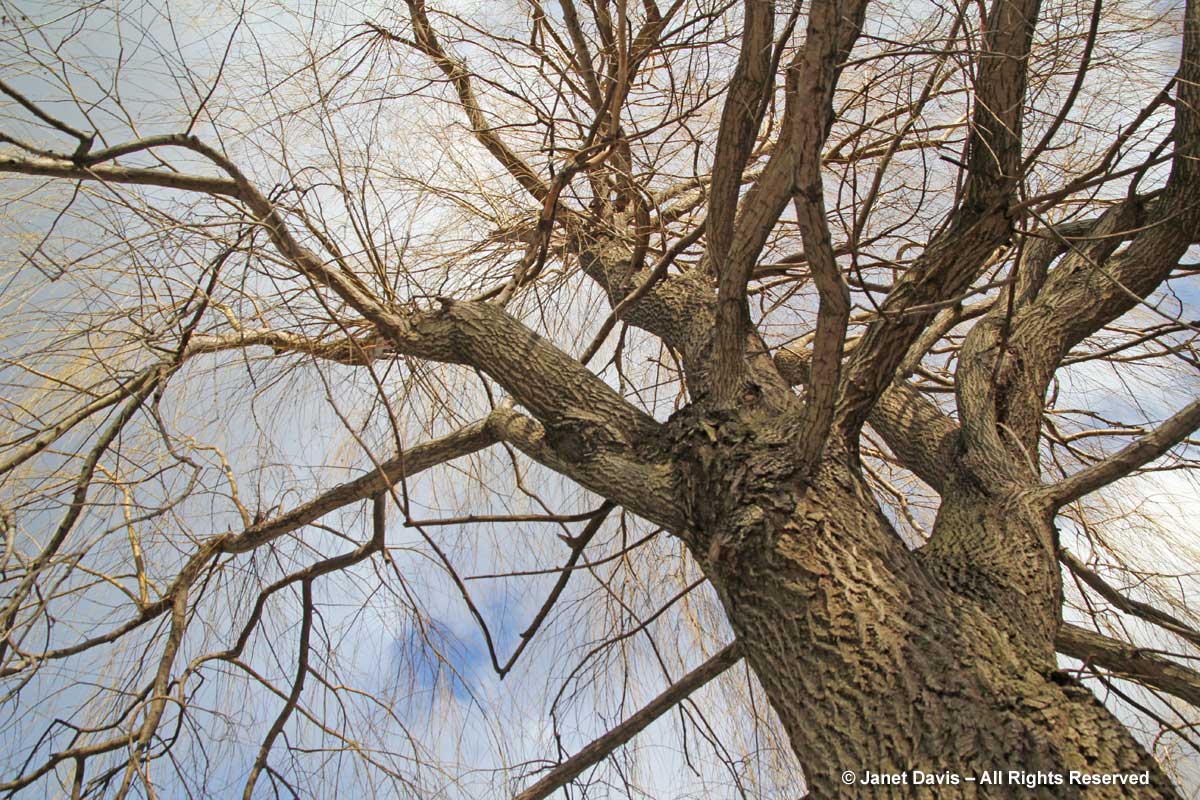 Salix x sepulcralis 'Chrysocoma'-Golden weeping willow-winter-bark