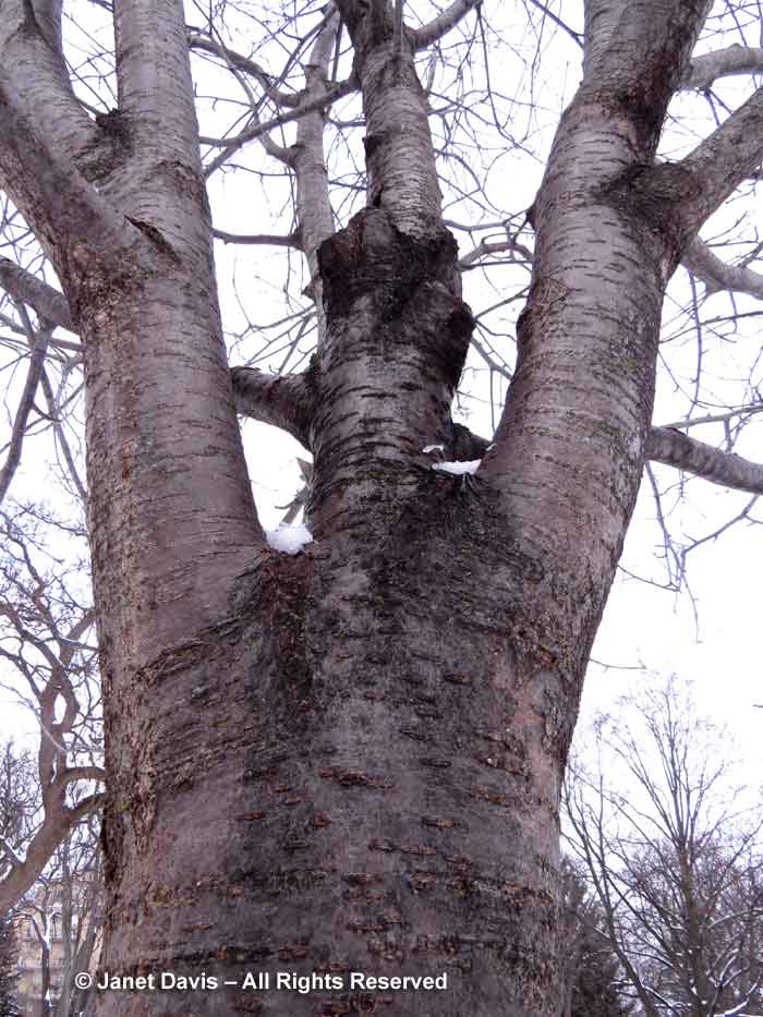 Sorbus aucuparia 'Rossica'-mountain ash-winter bark