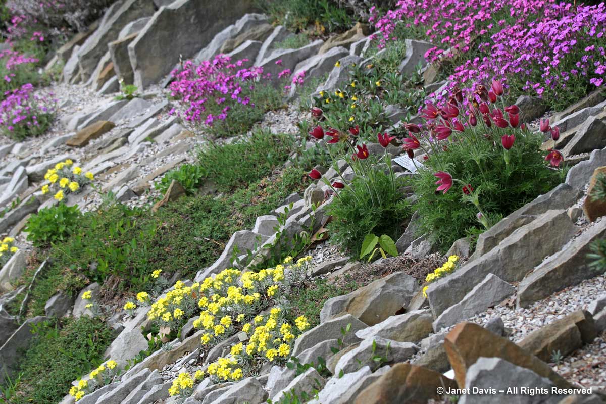 Spring alpines-Alpinum-Crevice Garden-Zdeněk Zvolánek-Montreal Botanical