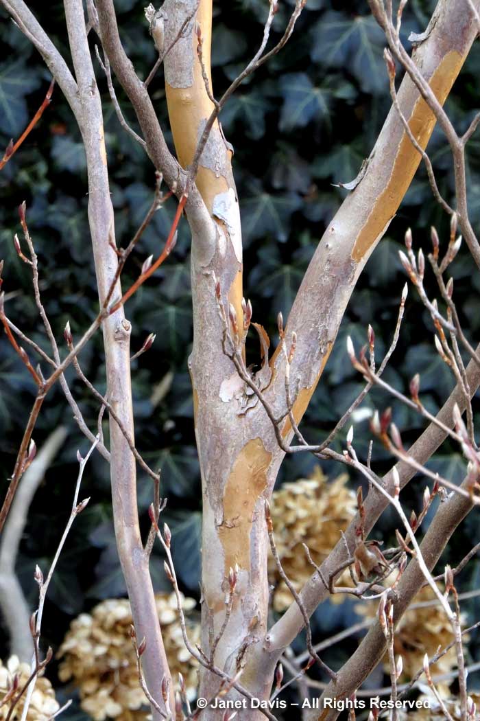 Stewartia pseudocamellia-winter bark