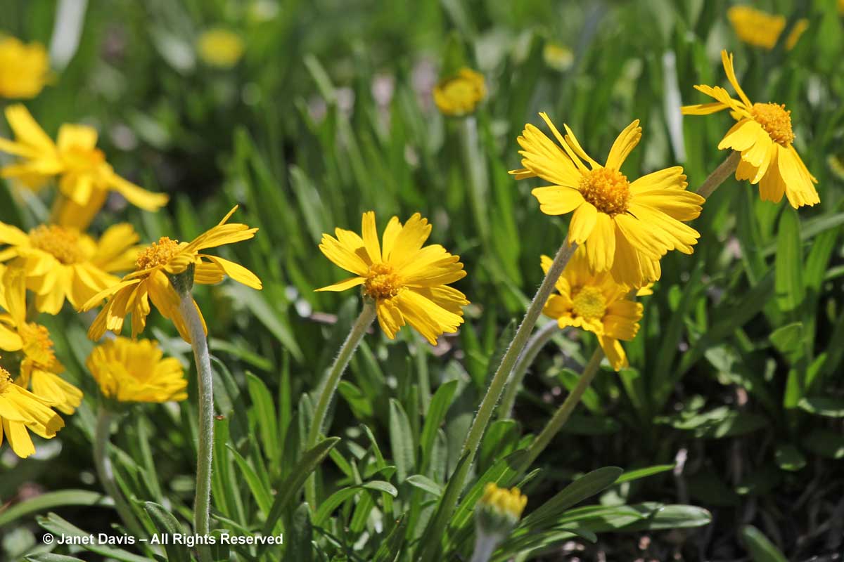 Tetraneuris herbacea-Lakeside daisy