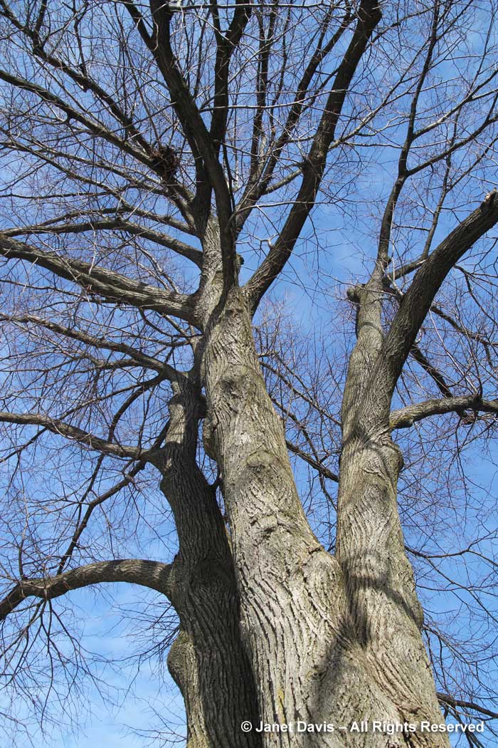Tilia cordata-Littleleaf linden-winter-bark