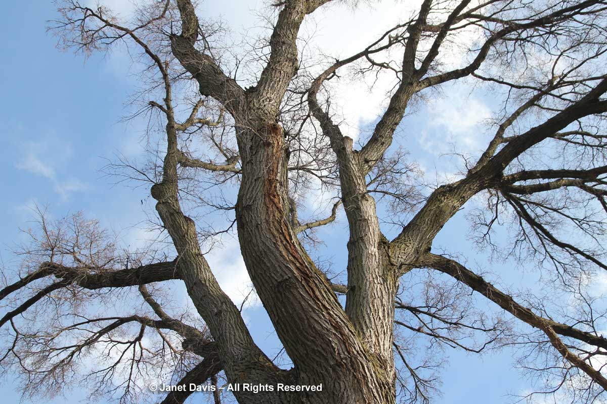 Ulmus americana-American elm-winter-bark-trunk