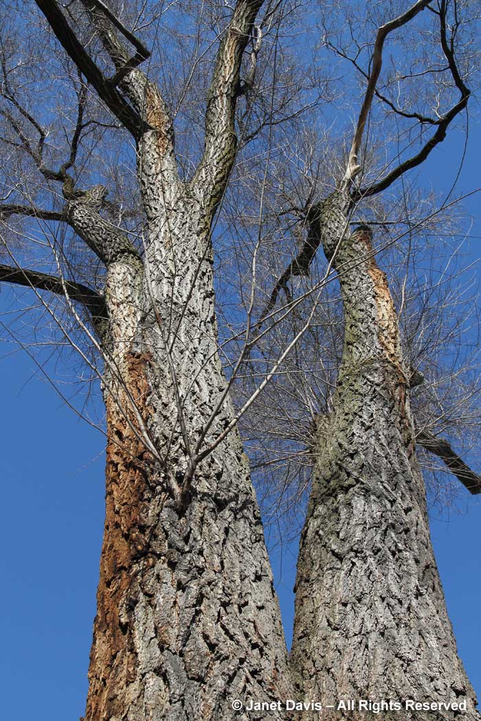 Ulmus pumila-Siberian elm-winter-bark-trunk