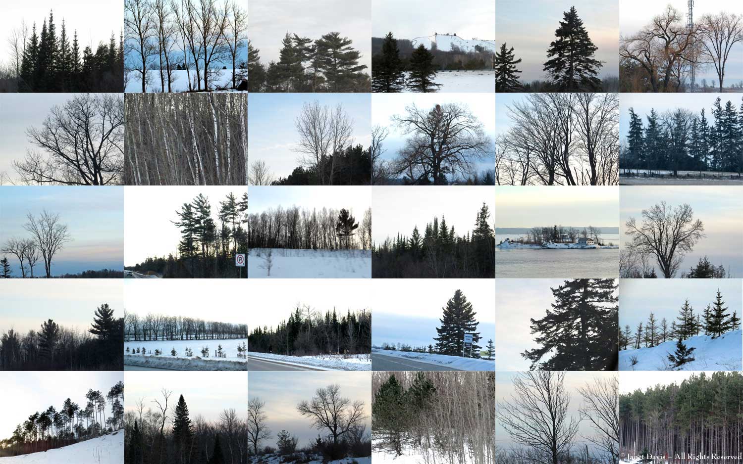 Winter Tree skeletons-Highway 400-Ontario
