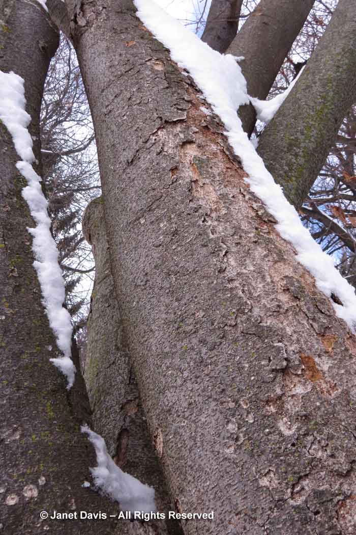 Zelkova serrata-winter-bark-trunk
