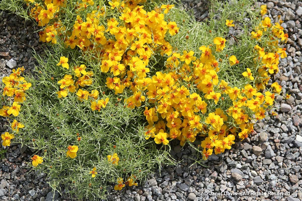 Zinnia grandiflora-Rocky Mountains zinnia