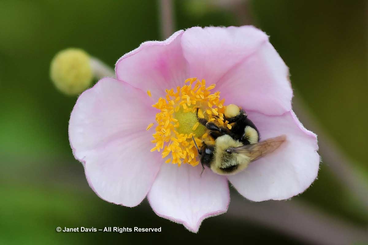 Anemone 'Robustissima' and bumble bee