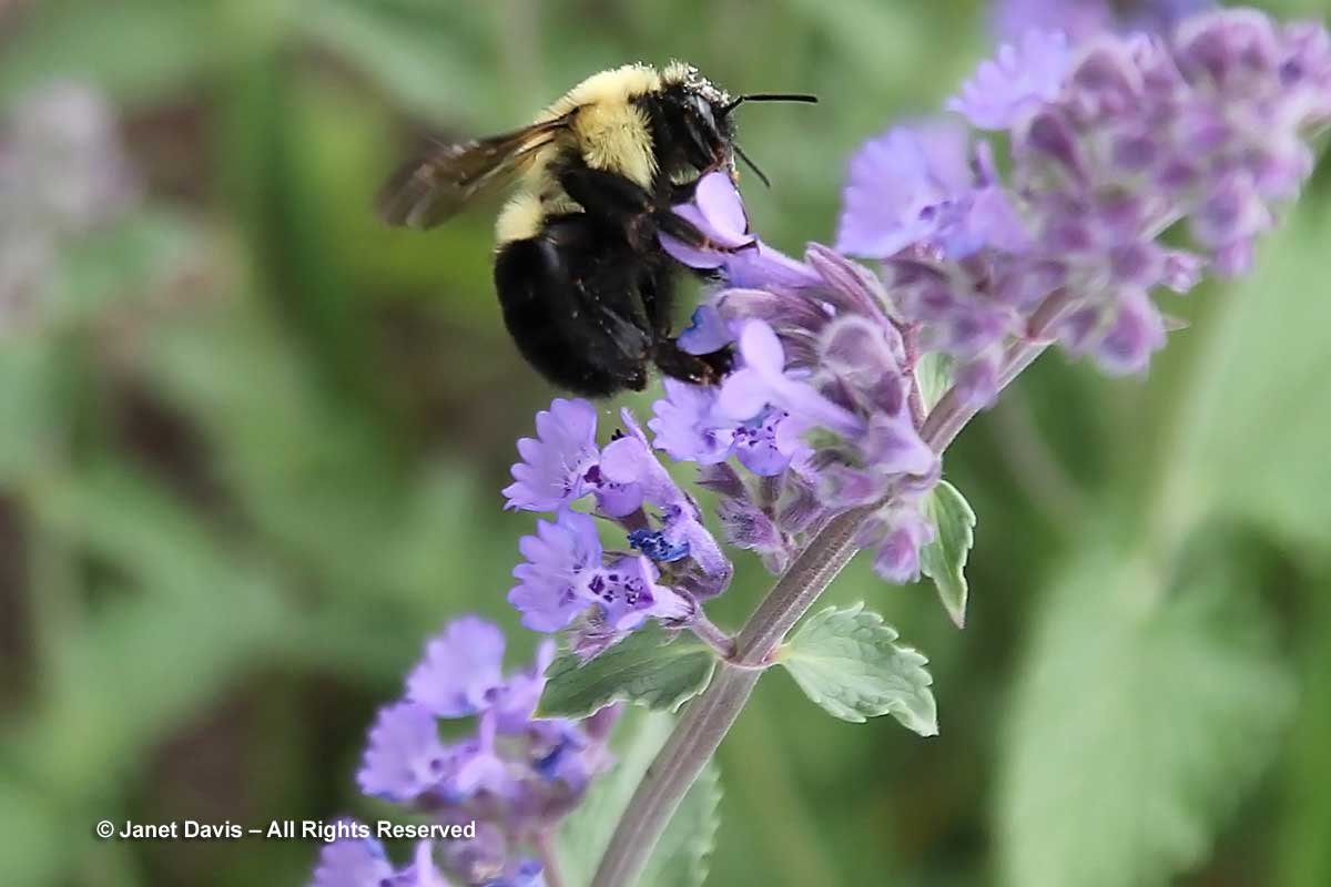 Bumble bee on Nepeta racemosa 'Walker's Low'