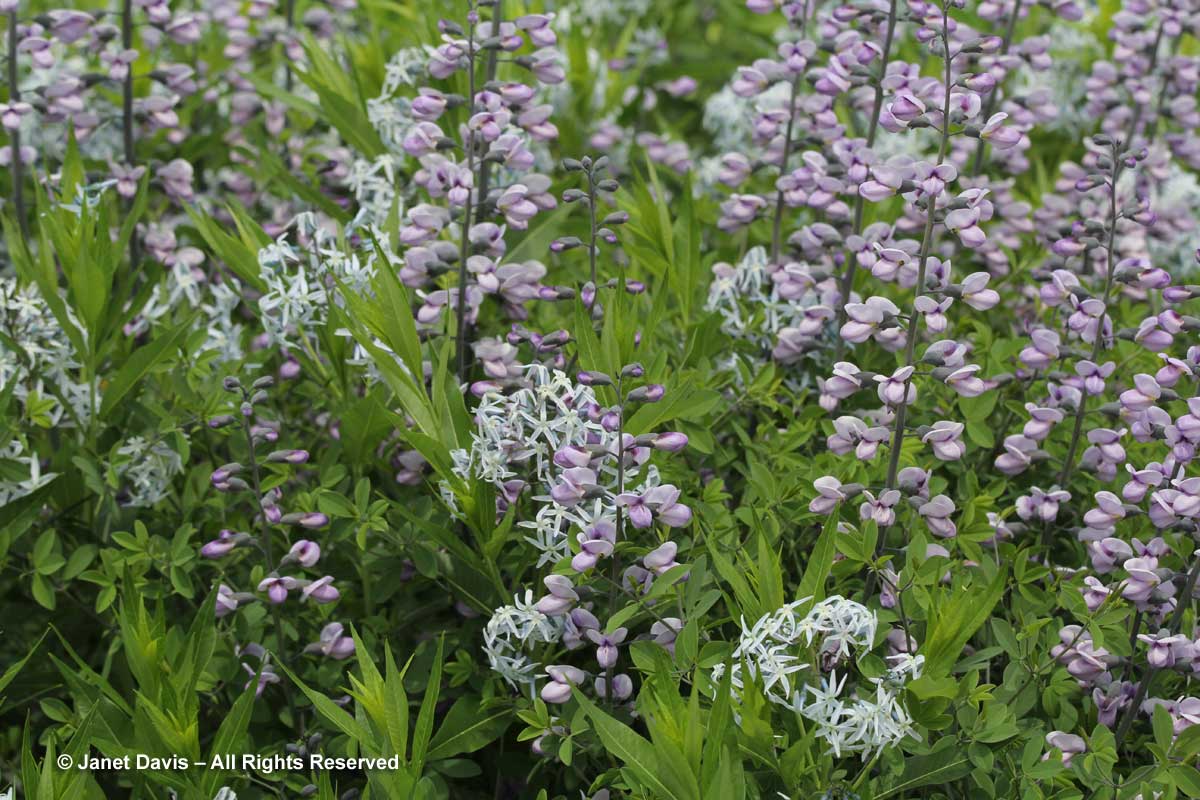 Design-Amsonia tabernaemontana var. salicifolia & Baptisia 'Purple Smoke'2-Piet Oudolf border-Toronto Botanical Garden