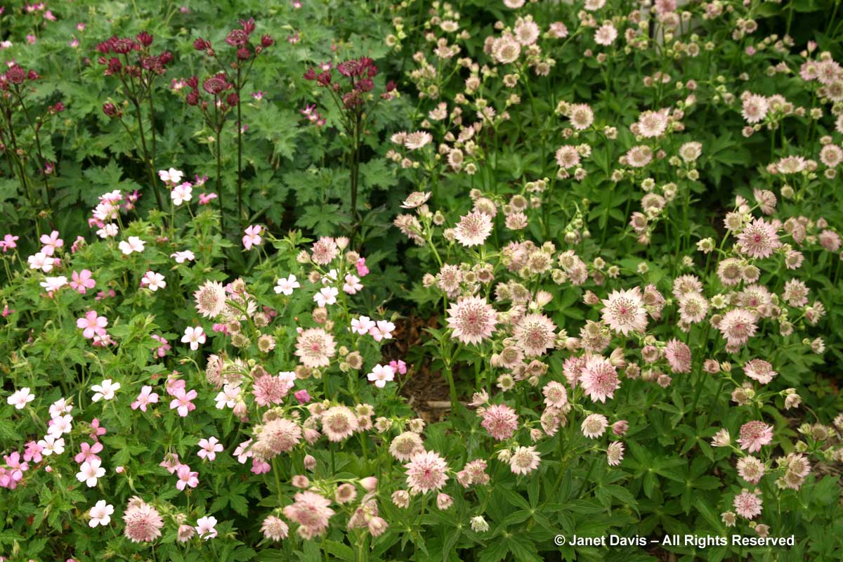Design-Astrantia 'Roma' & Geranium x oxonianum 'Rose Clair'-Piet Oudolf border-Toronto Botanical Garden