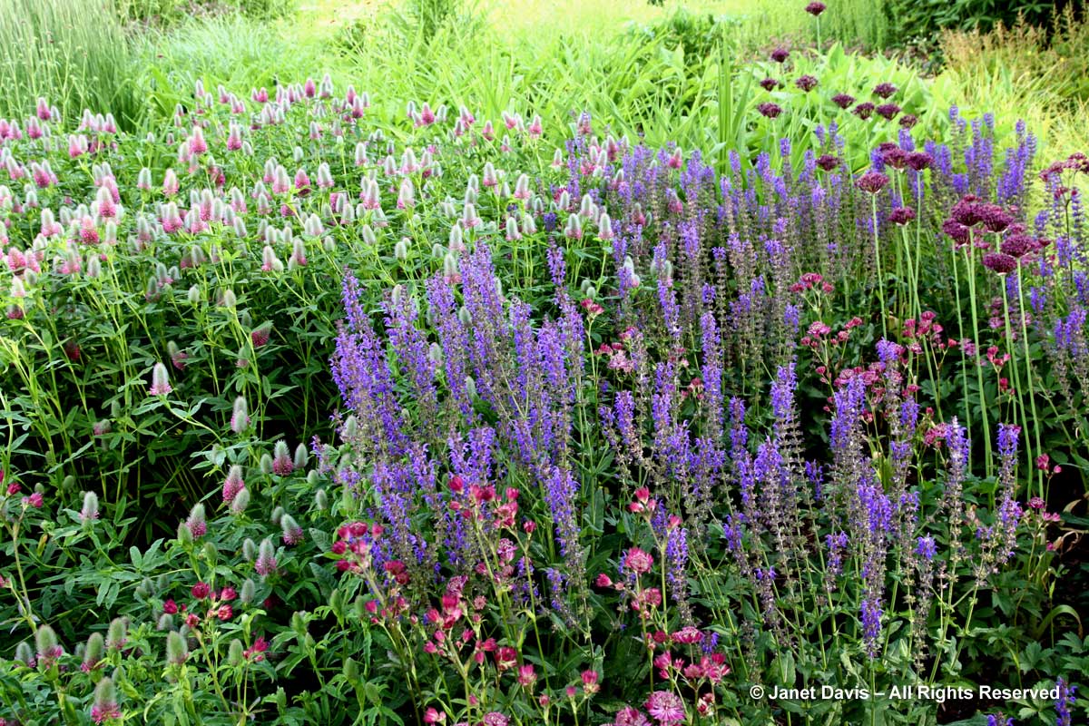 Design-Astrantia major 'Claret' & Salvia nemorosa 'Mainacht'-Piet Oudolf border-Toronto Botanical Garden