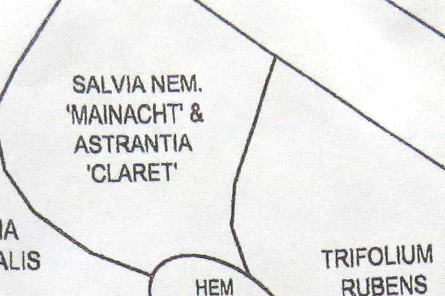 Design-Astrantia major 'Claret' & Salvia nemorosa 'Mainacht'-Piet Oudolf design-Toronto Botanical Garden