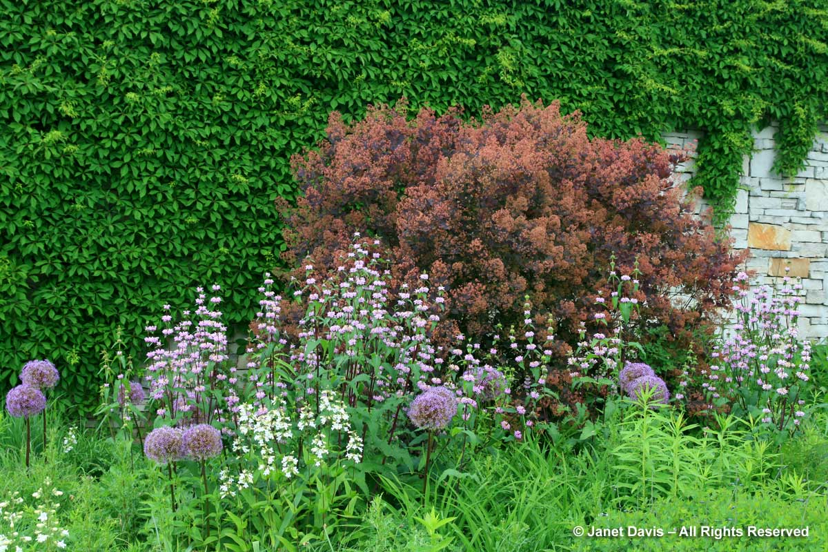Design-Cotinus coggygria 'Royal Purple' & Phlomis 'Amazone-Piet Oudolf design-Toronto Botanical Garden